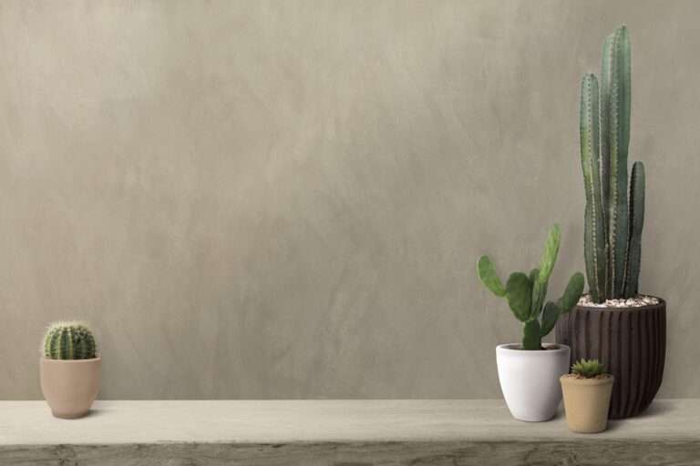 cactus-shelf-by-blank-wall-background-min