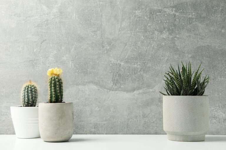 succulent-plants-against-grey-surface-houseplants-min